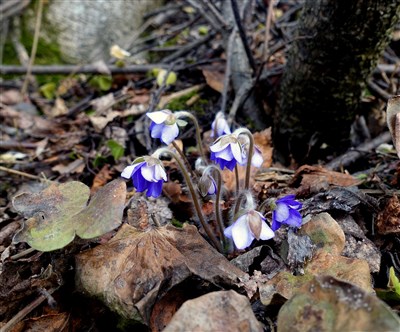 Foto: Leif Kullman